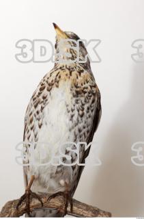 Fieldfare-Turdus pilaris 0062